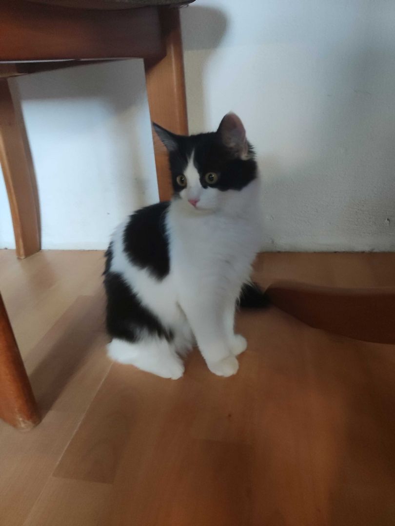 Kleine Schmusekatzen