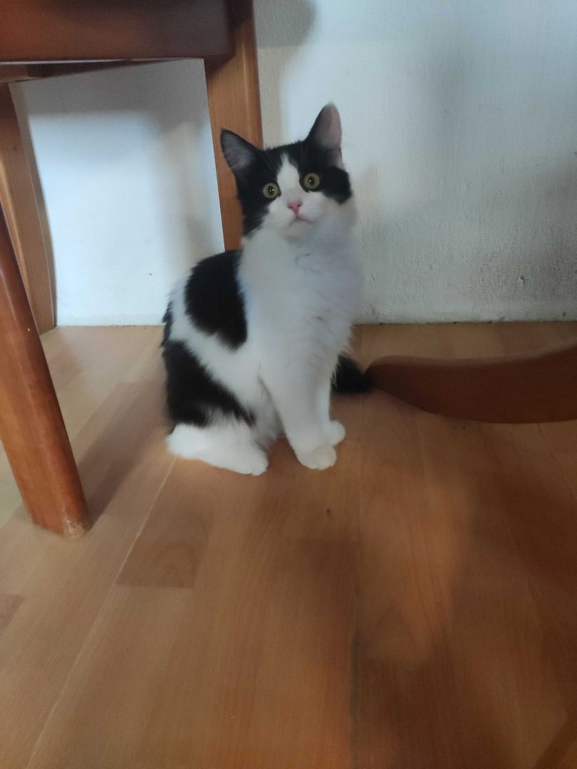 Kleine Schmusekatzen