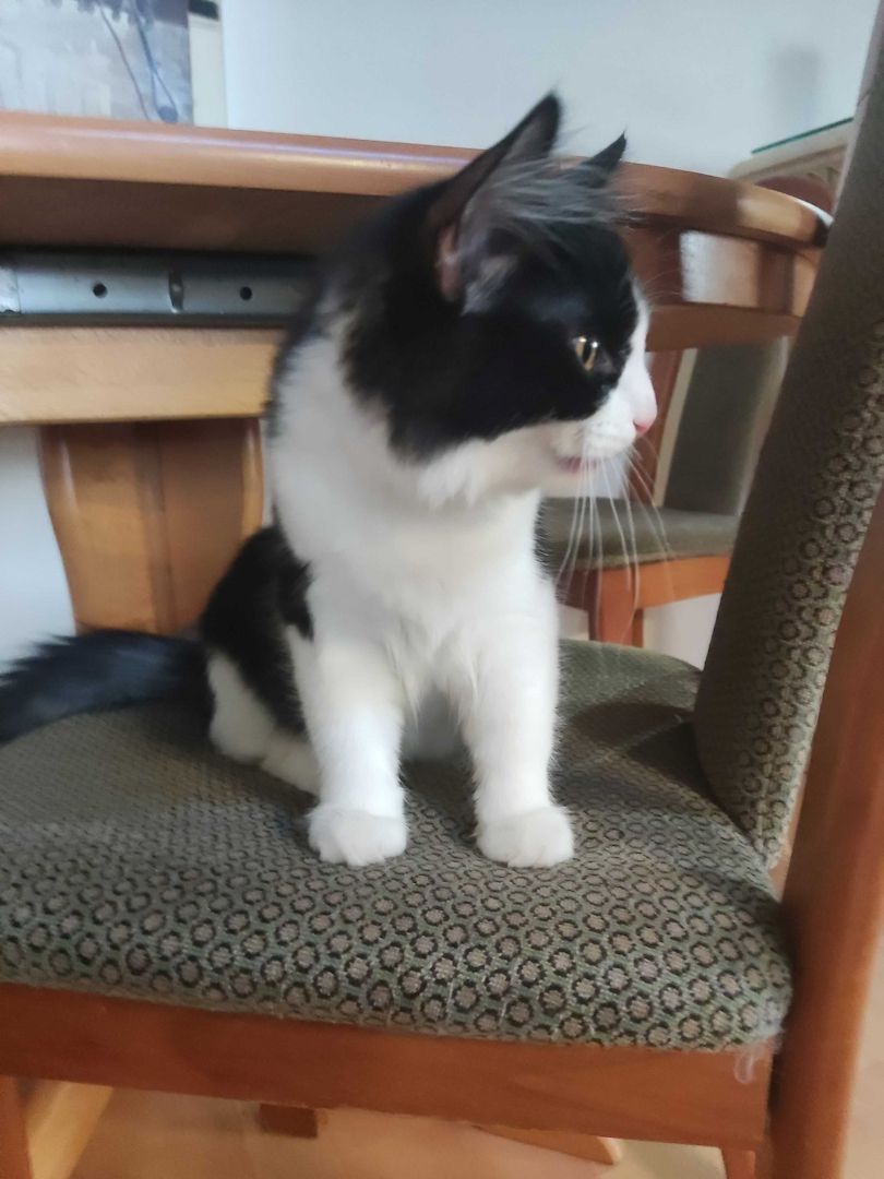 Kleine Schmusekatzen