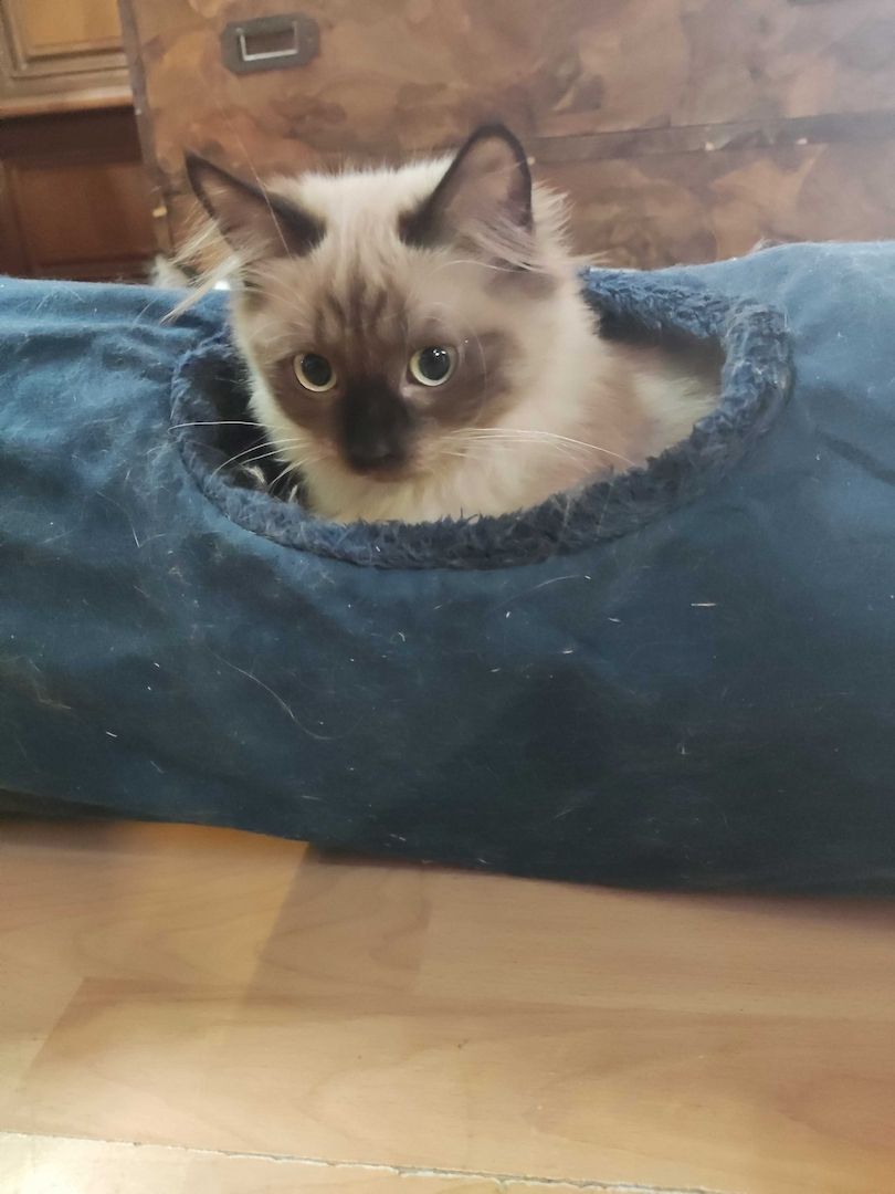 Kleine Schmusekatzen