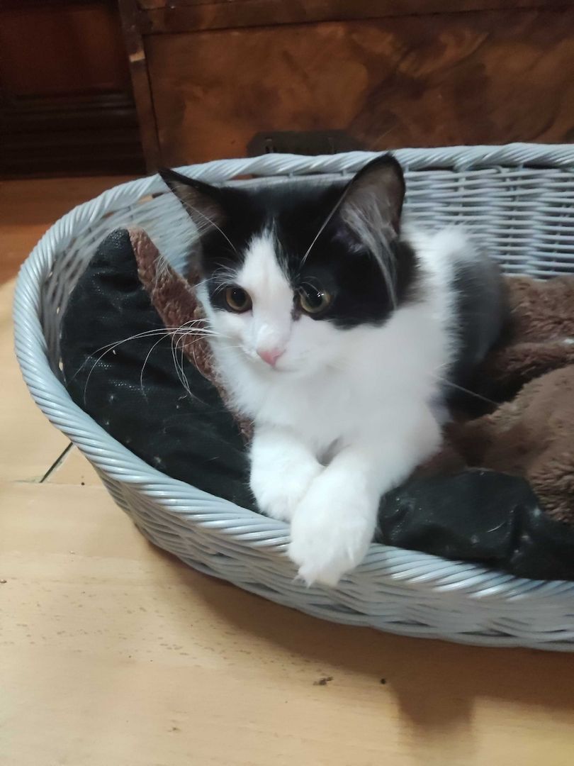 Kleine Schmusekatzen