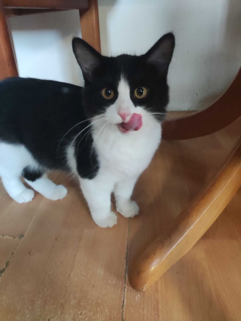 Kleine Schmusekatzen