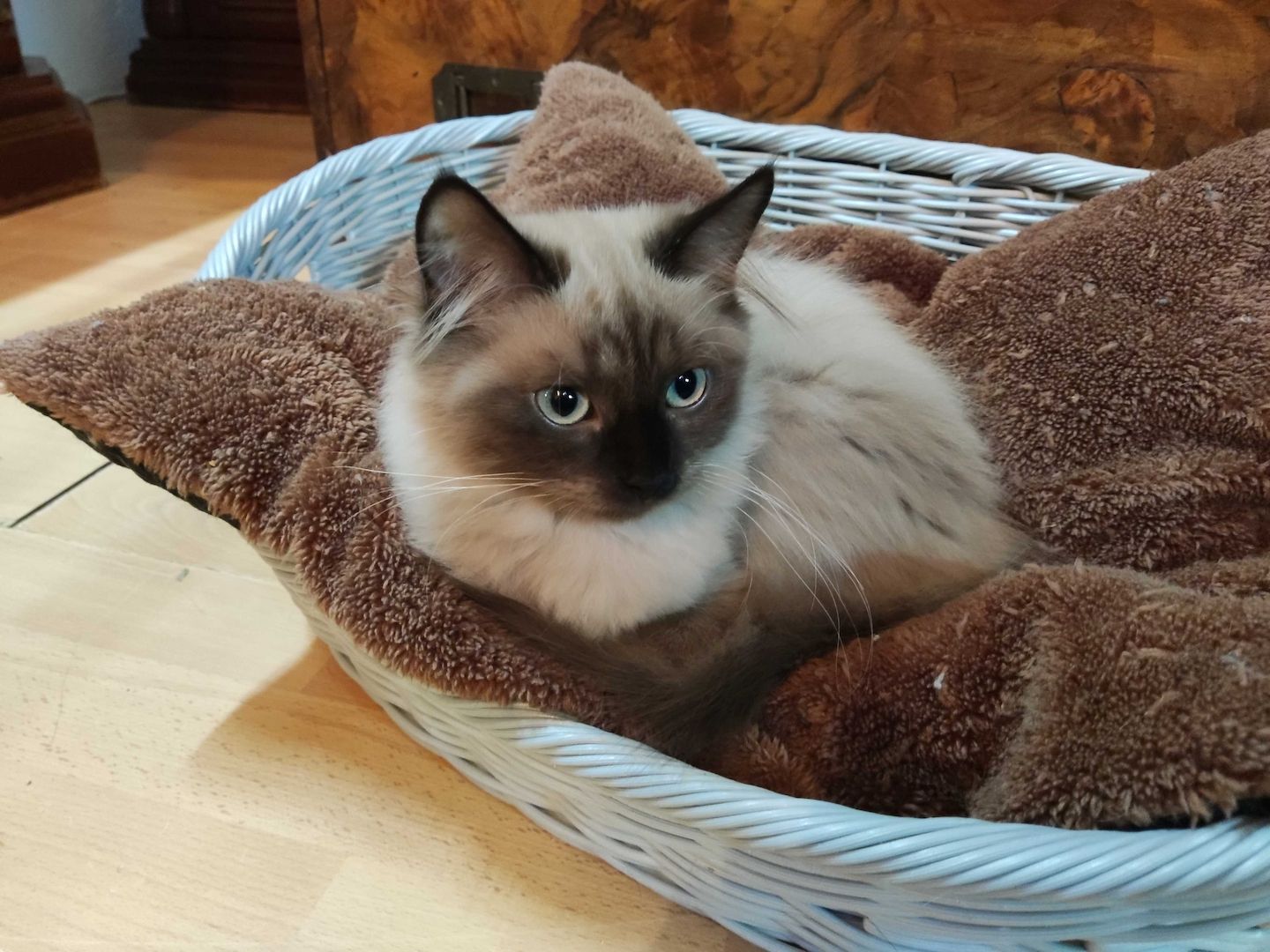 Kleine Schmusekatzen