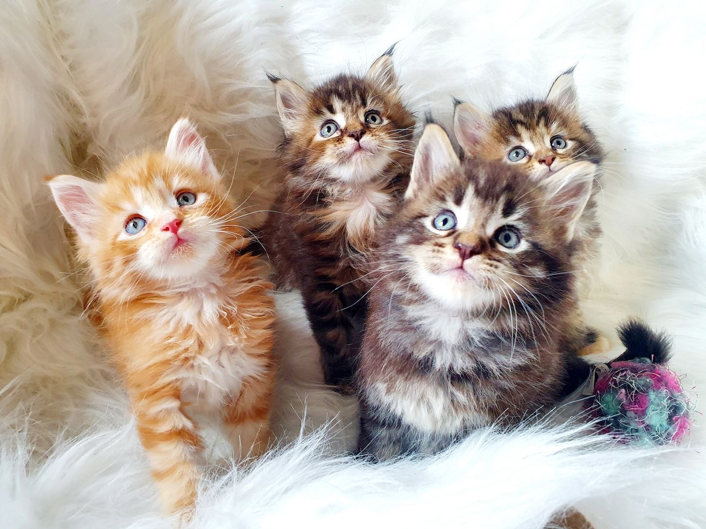 süsse Maine Coon Kitten reinrassig süsse Maine Coon Kitten reinrassig