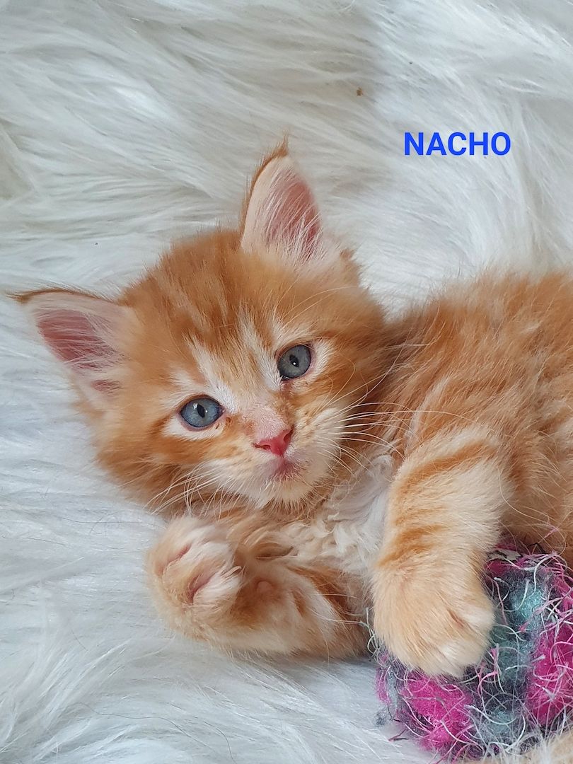 süsse Maine Coon Kitten reinrassig süsse Maine Coon Kitten reinrassig