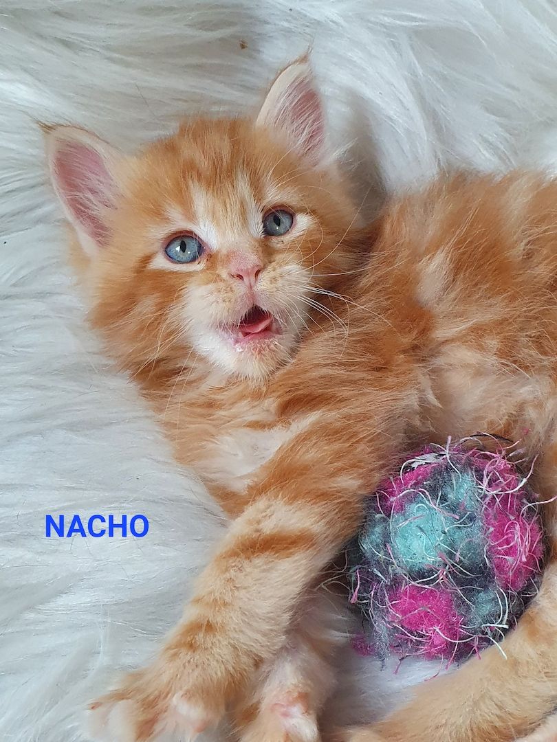 süsse Maine Coon Kitten reinrassig süsse Maine Coon Kitten reinrassig