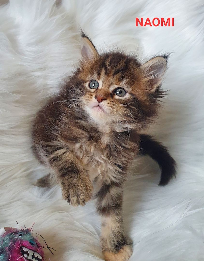 süsse Maine Coon Kitten reinrassig süsse Maine Coon Kitten reinrassig