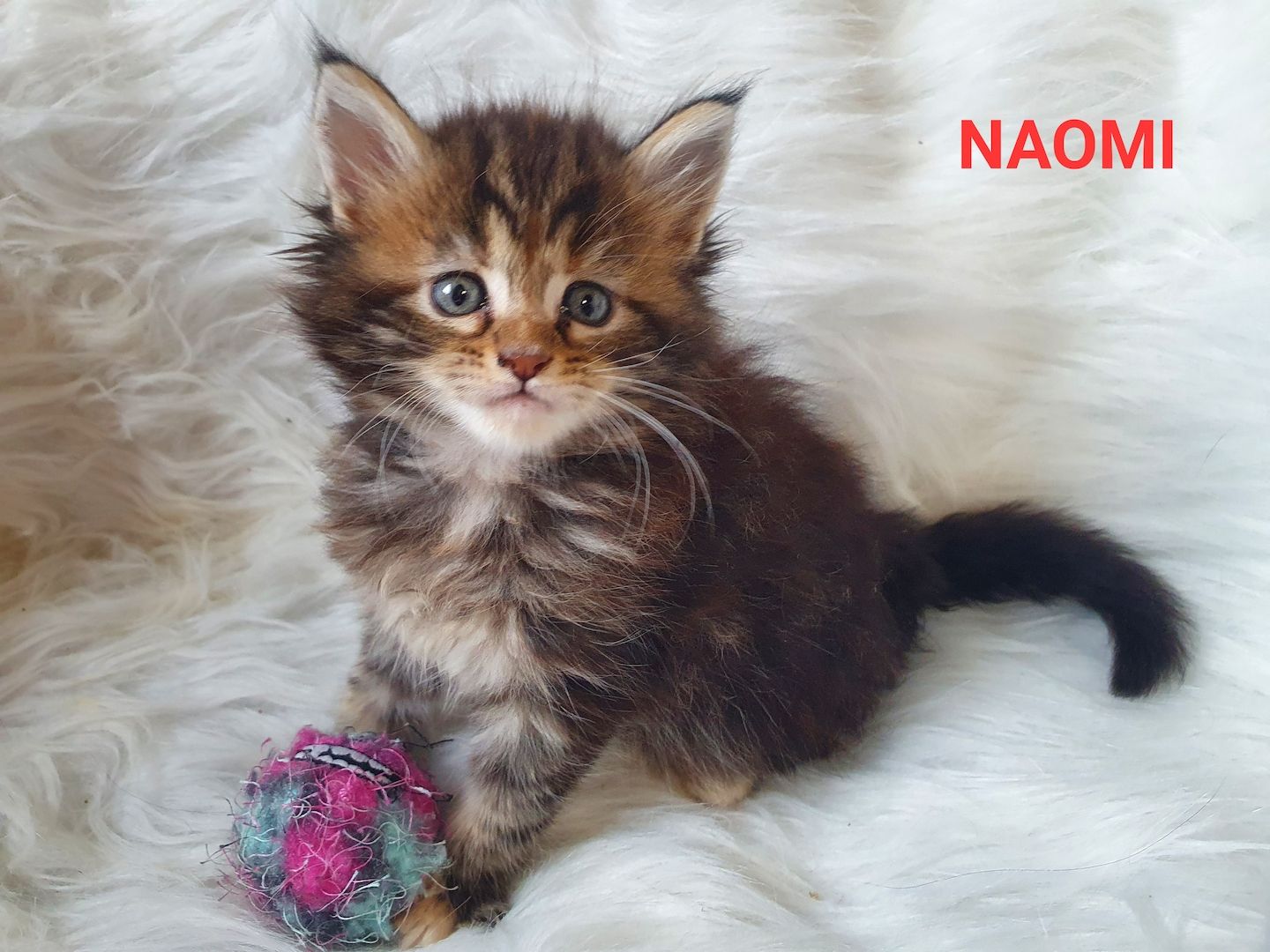 süsse Maine Coon Kitten reinrassig süsse Maine Coon Kitten reinrassig