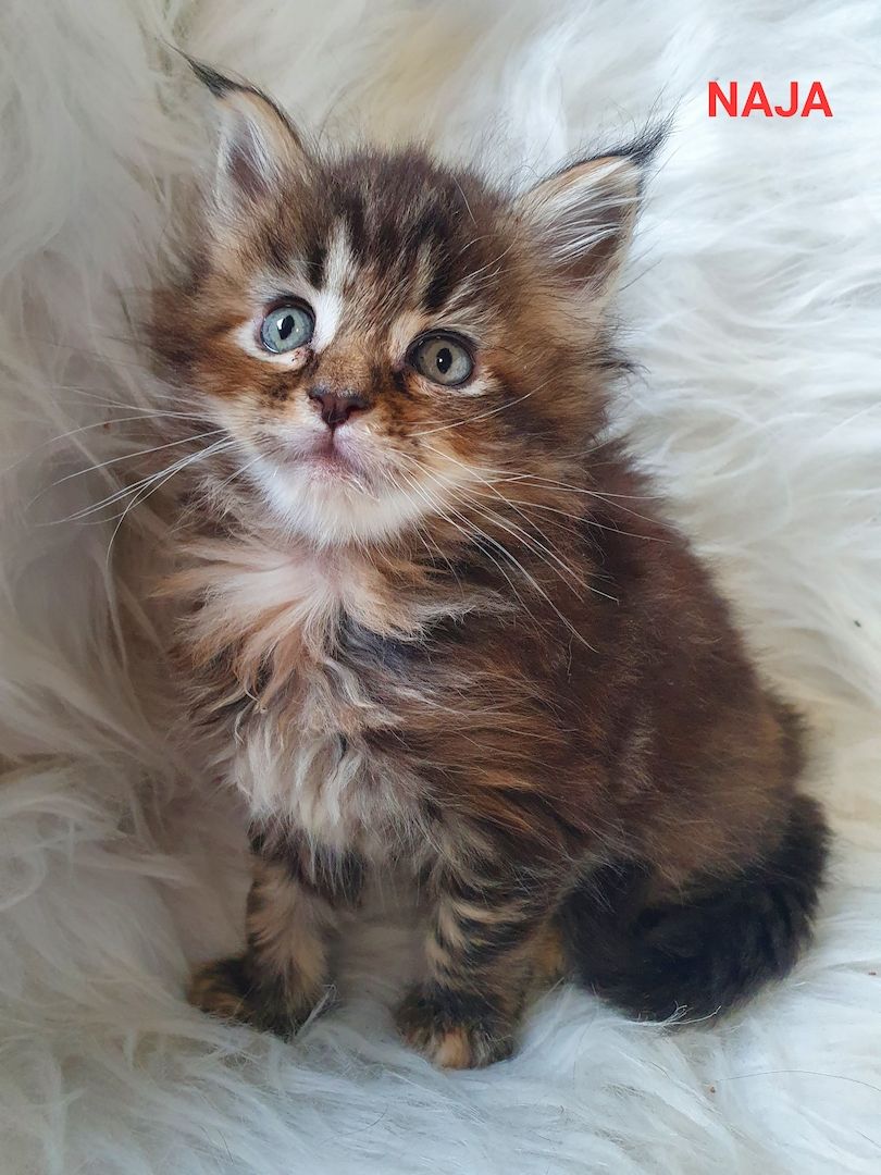 süsse Maine Coon Kitten reinrassig süsse Maine Coon Kitten reinrassig