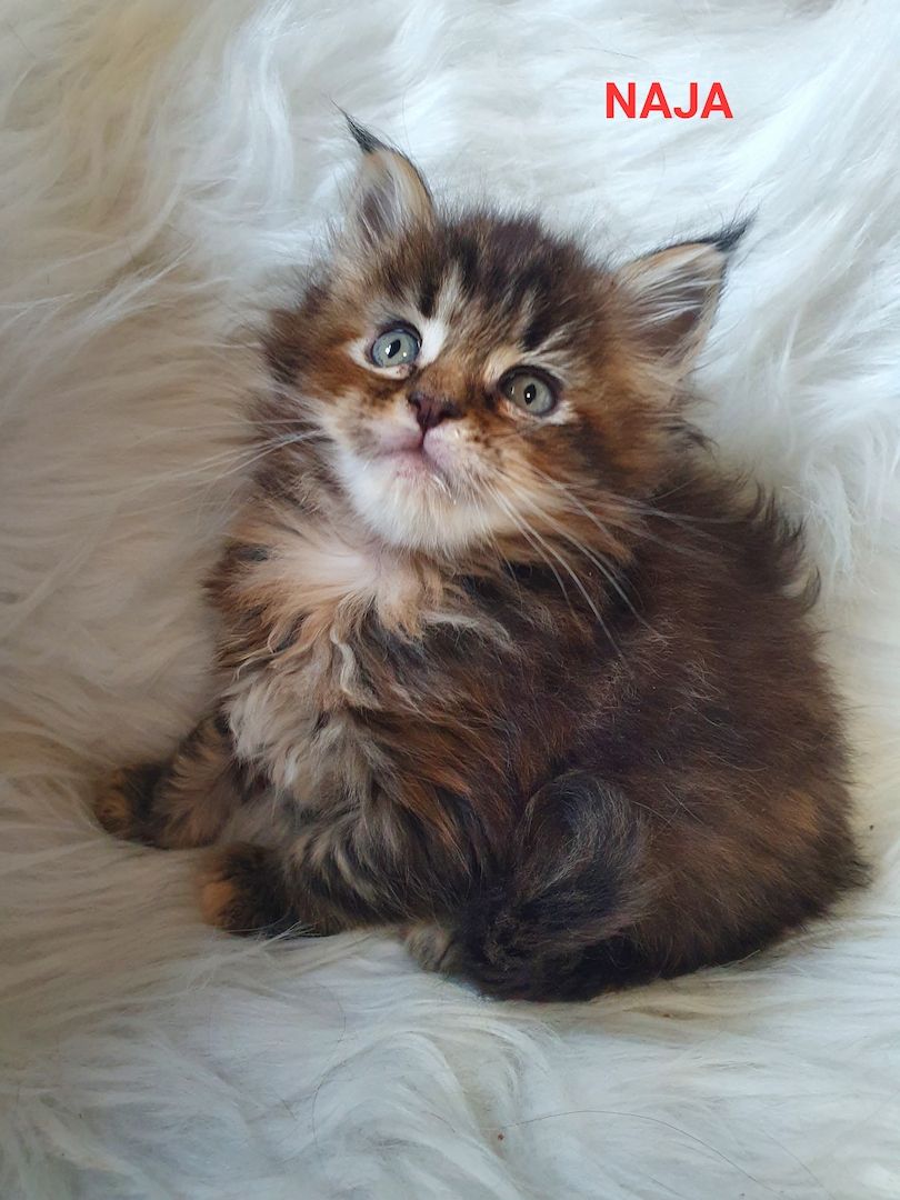 süsse Maine Coon Kitten reinrassig süsse Maine Coon Kitten reinrassig