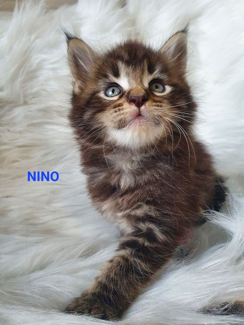 süsse Maine Coon Kitten reinrassig süsse Maine Coon Kitten reinrassig