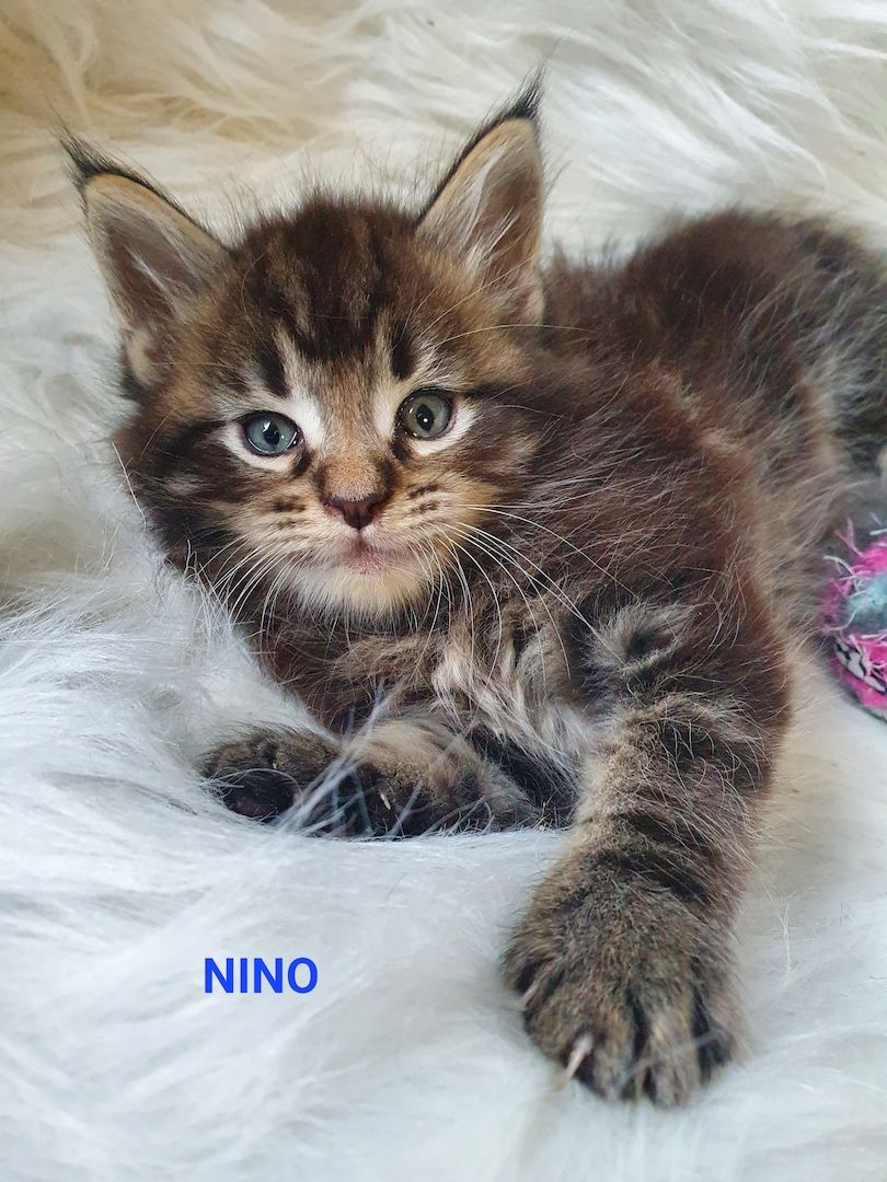 süsse Maine Coon Kitten reinrassig süsse Maine Coon Kitten reinrassig