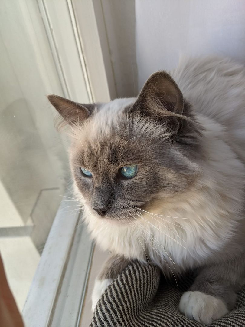 Reinrassige Ragdoll Kätzchen sucht eine neue Familie
