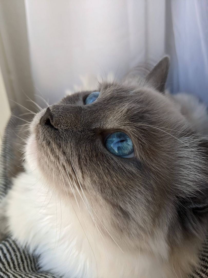 Reinrassige Ragdoll Kätzchen sucht eine neue Familie