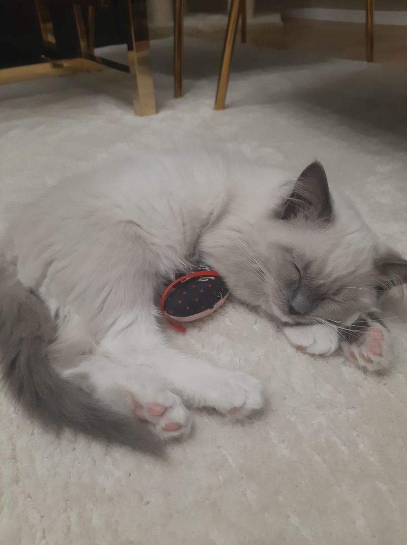 Reinrassige Ragdoll Kätzchen sucht eine neue Familie