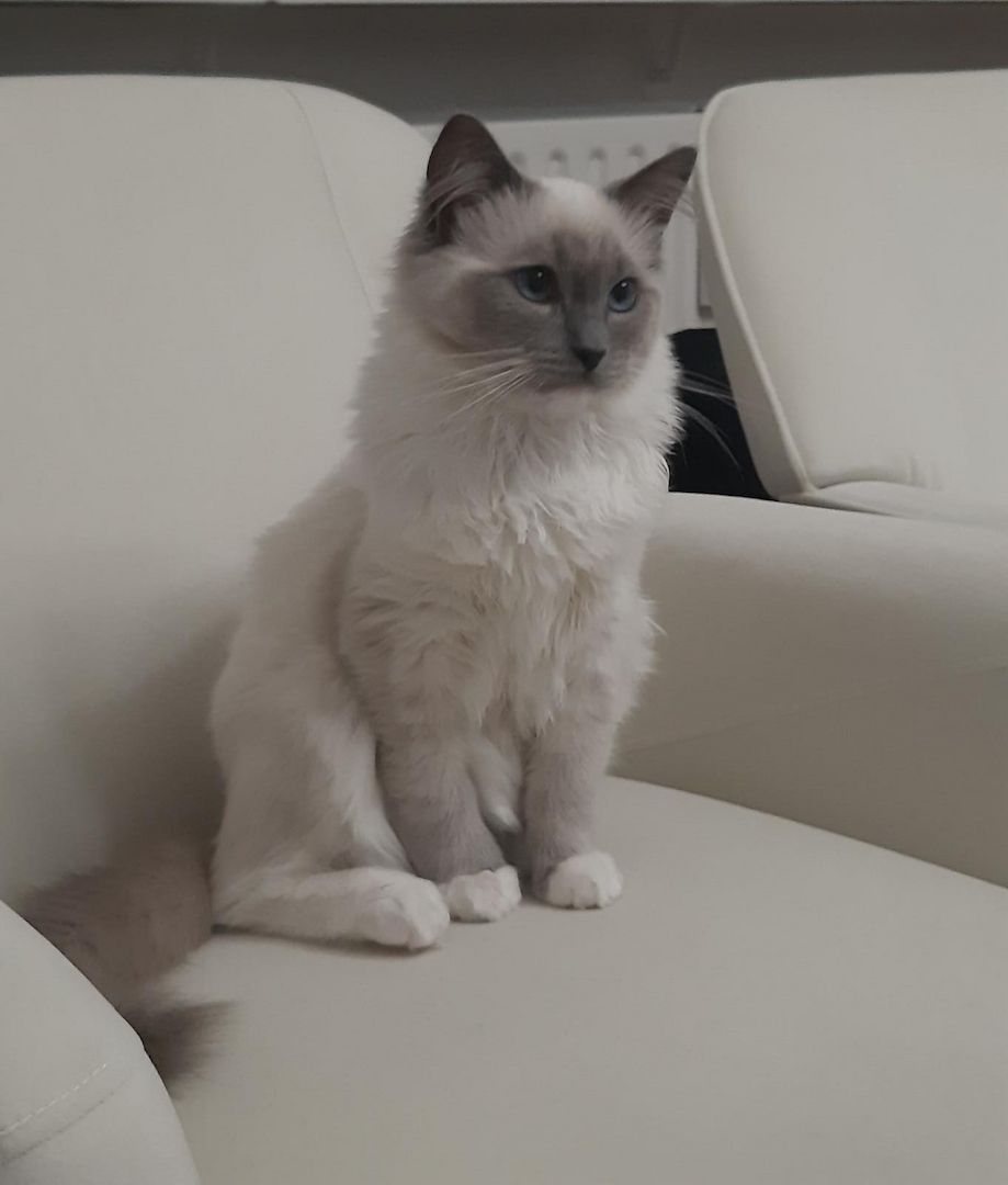 Reinrassige Ragdoll Kätzchen sucht eine neue Familie