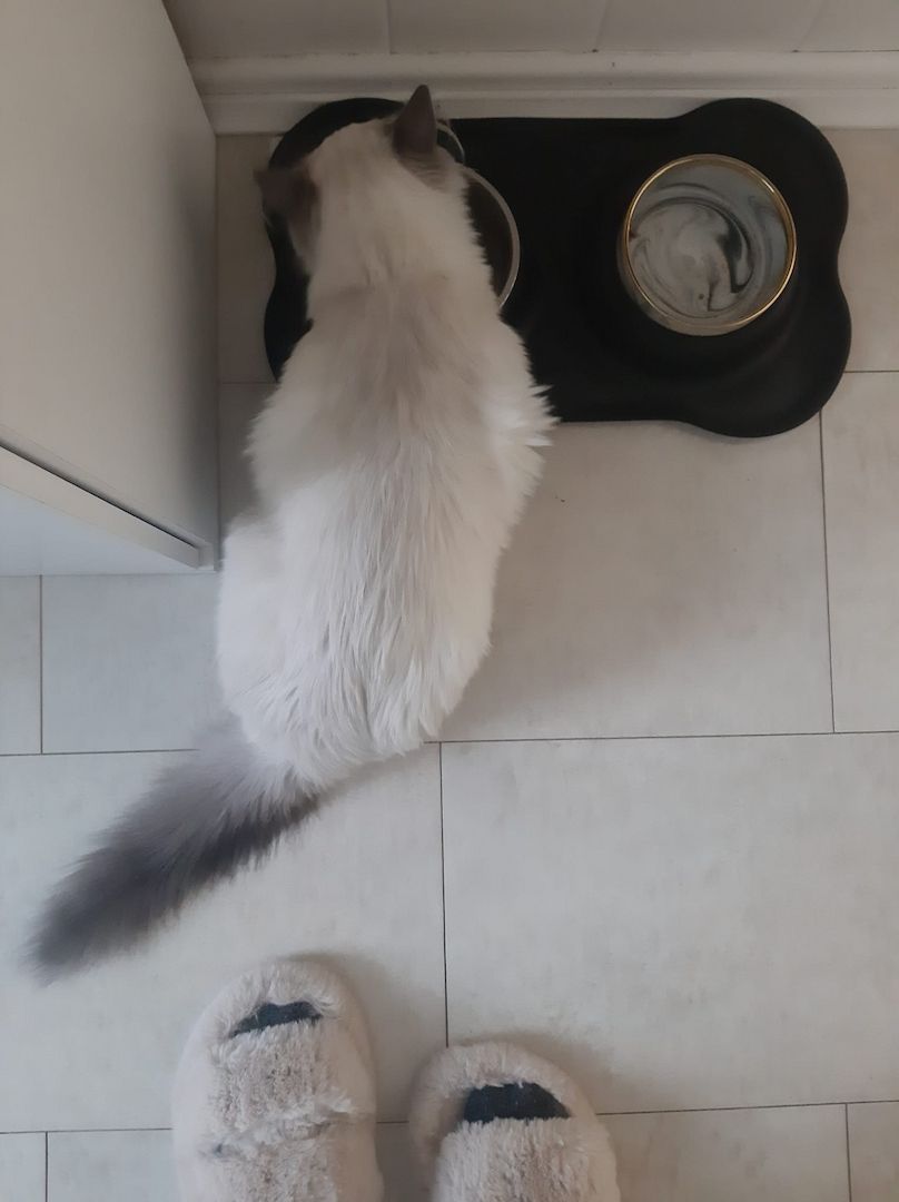 Reinrassige Ragdoll Kätzchen sucht eine neue Familie