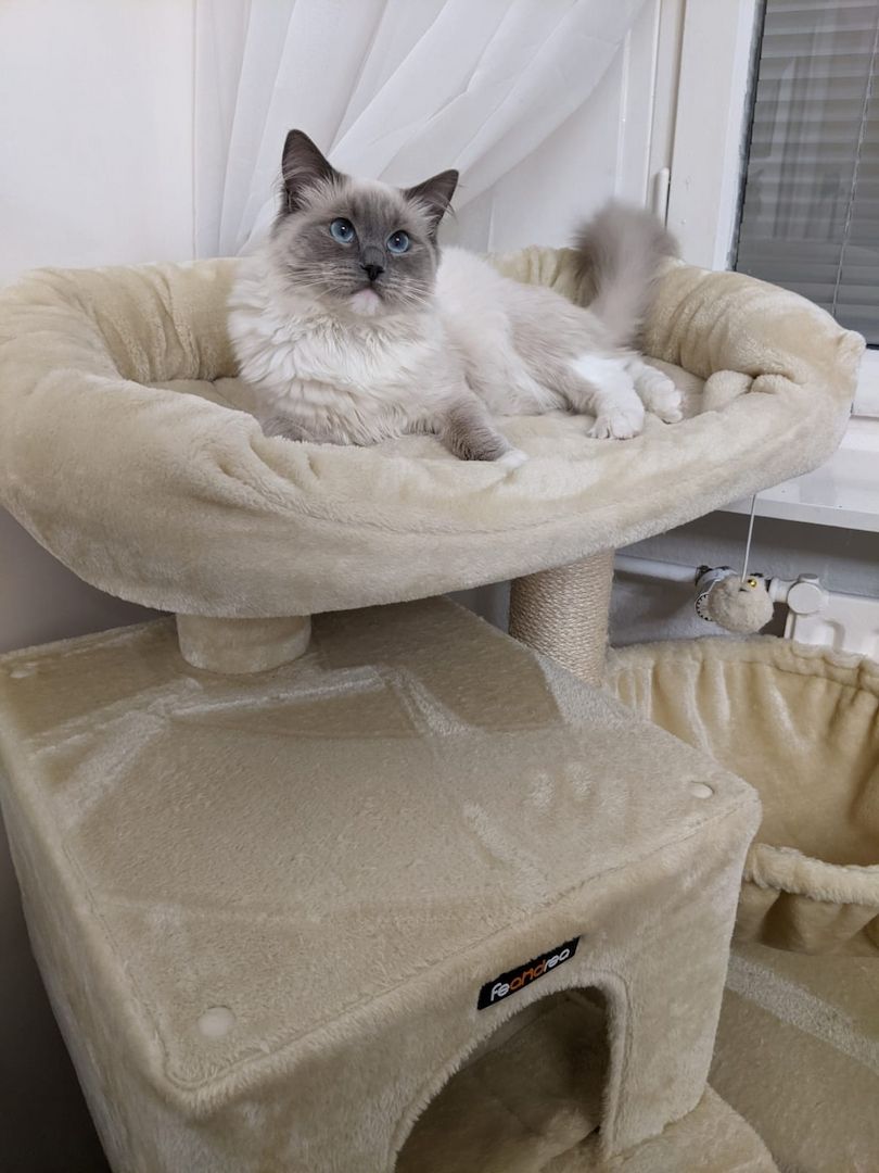 Reinrassige Ragdoll Kätzchen sucht eine neue Familie
