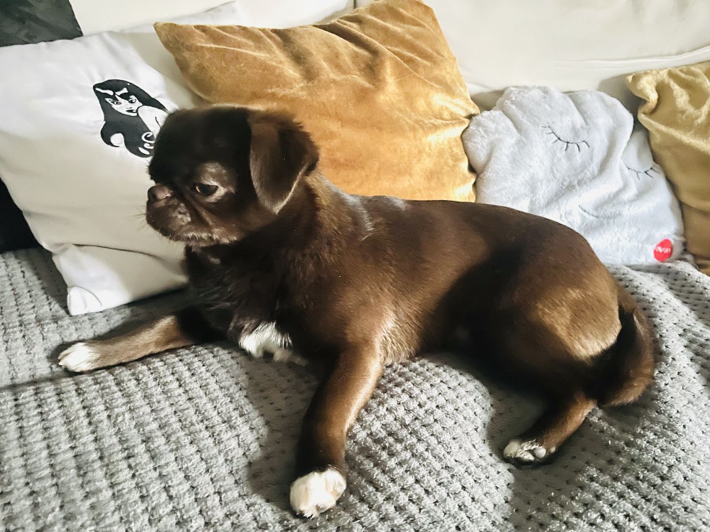 Süßer Farb-Mops in „dark choco“ sucht dich