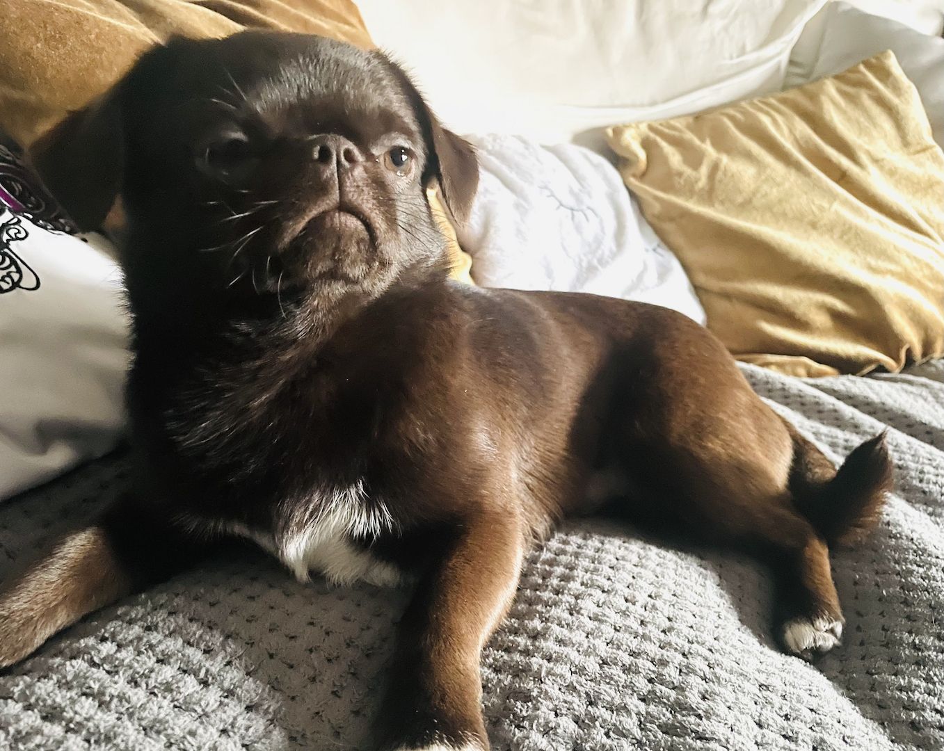 Süßer Farb-Mops in „dark choco“ sucht dich