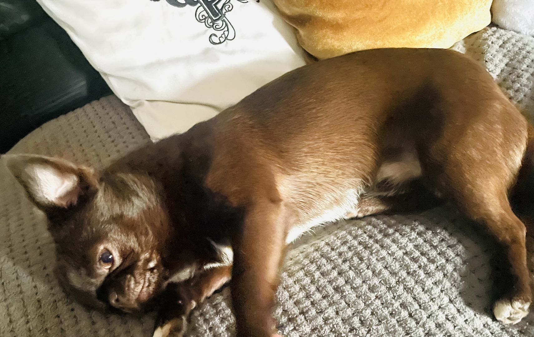 Süßer Farb-Mops in „dark choco“ sucht dich