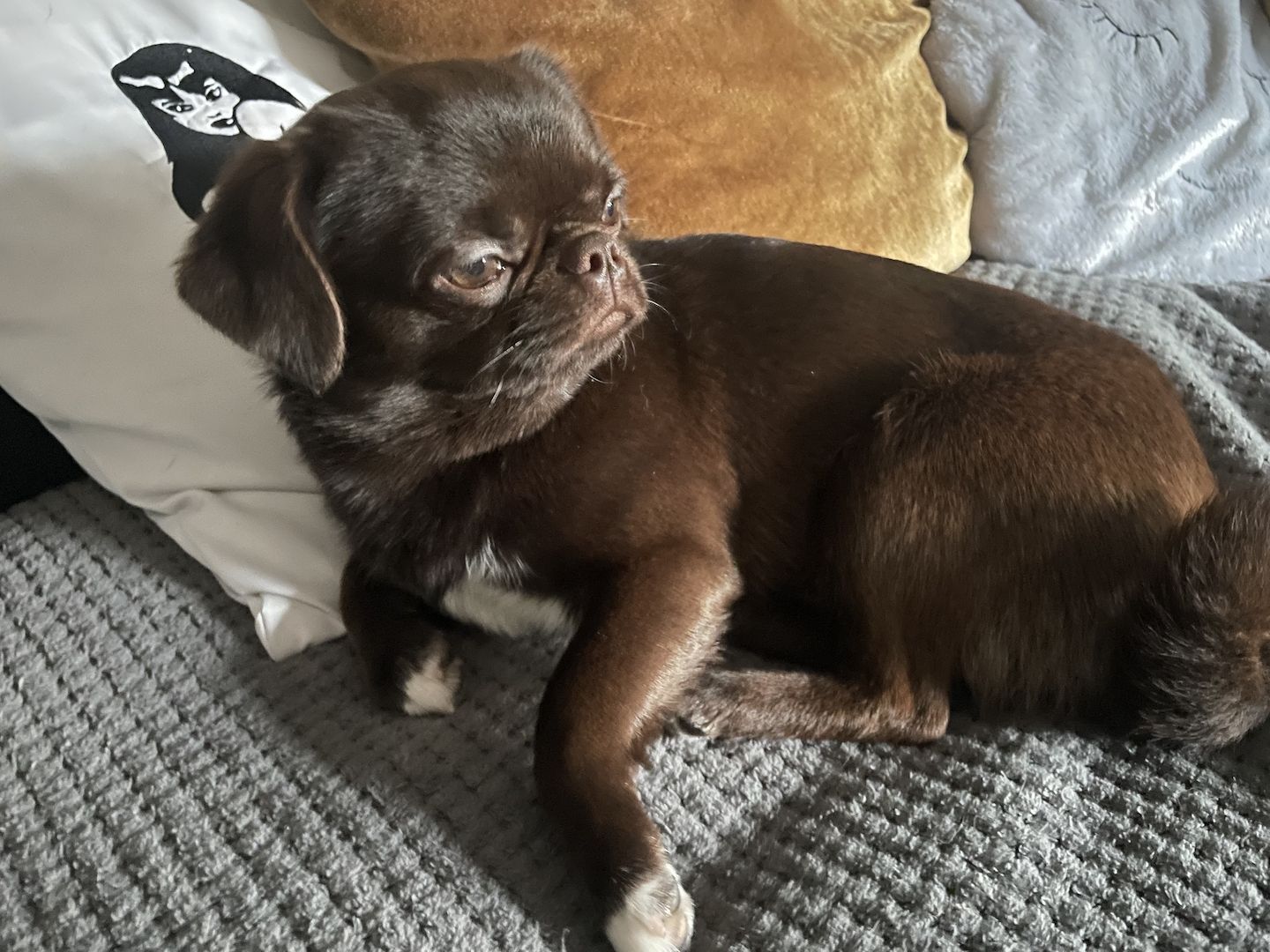 Süßer Farb-Mops in „dark choco“ sucht dich