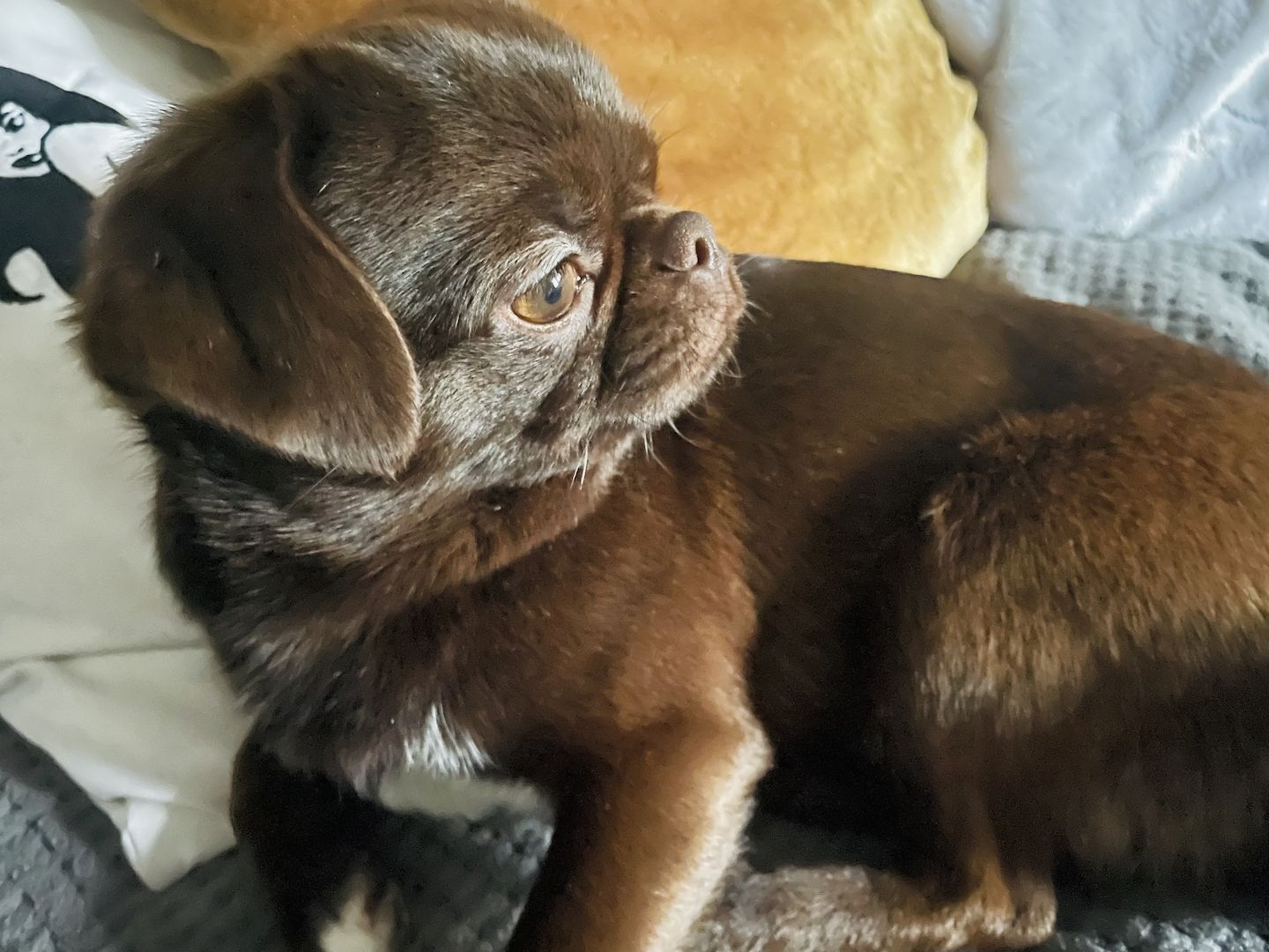 Süßer Farb-Mops in „dark choco“ sucht dich