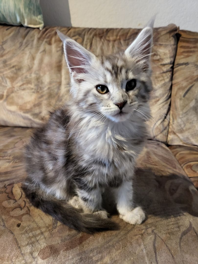 Goldige, reinrassige Maine Coon Kitten mit Stammbaum