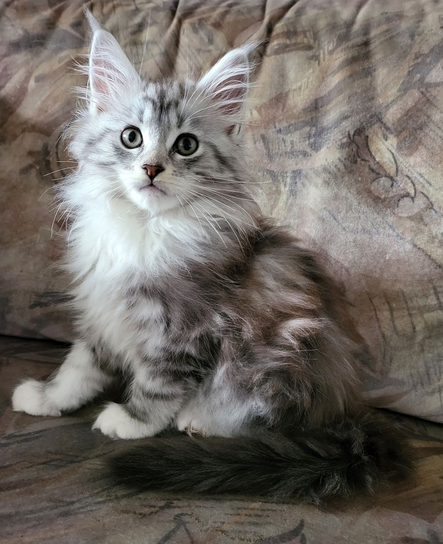 Goldige, reinrassige Maine Coon Kitten mit Stammbaum