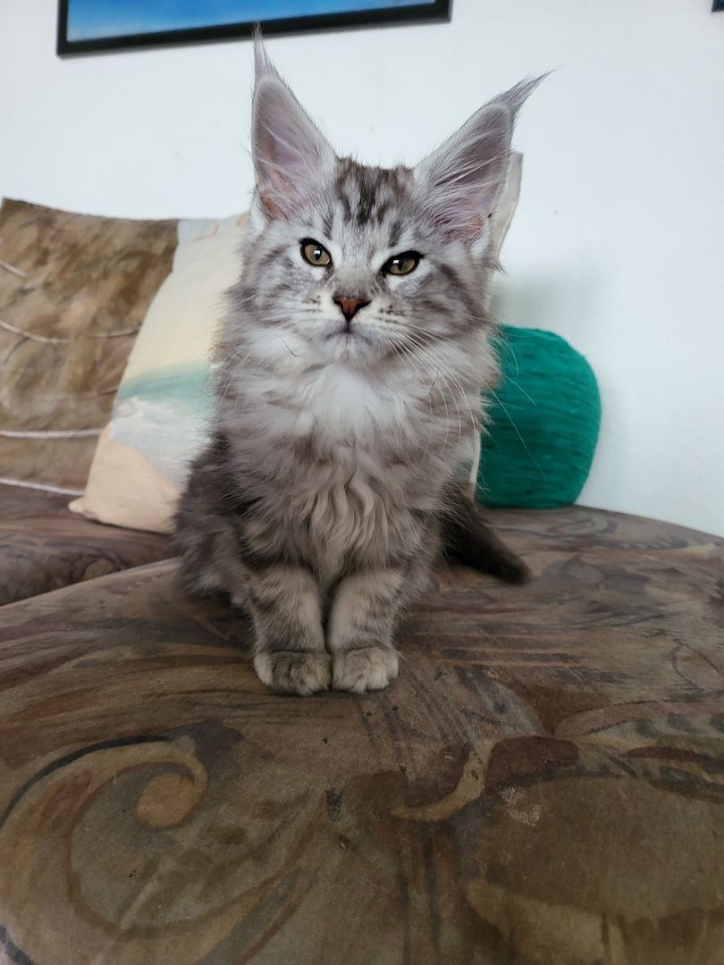 Goldige, reinrassige Maine Coon Kitten mit Stammbaum