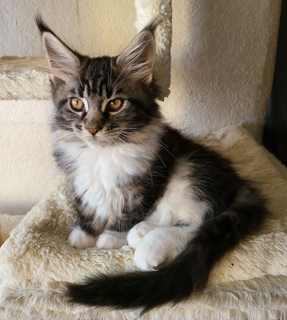 Goldige, reinrassige Maine Coon Kitten mit Stammbaum