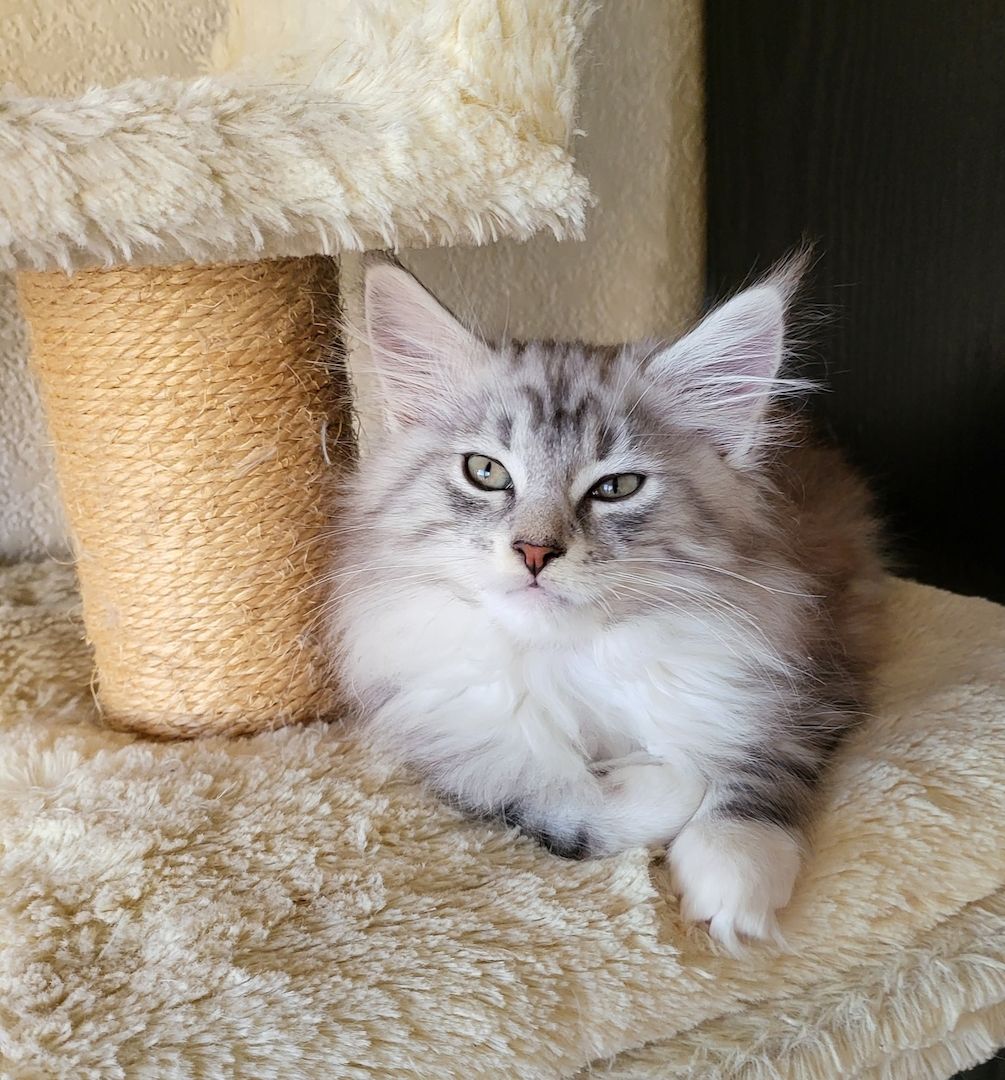 Goldige, reinrassige Maine Coon Kitten mit Stammbaum