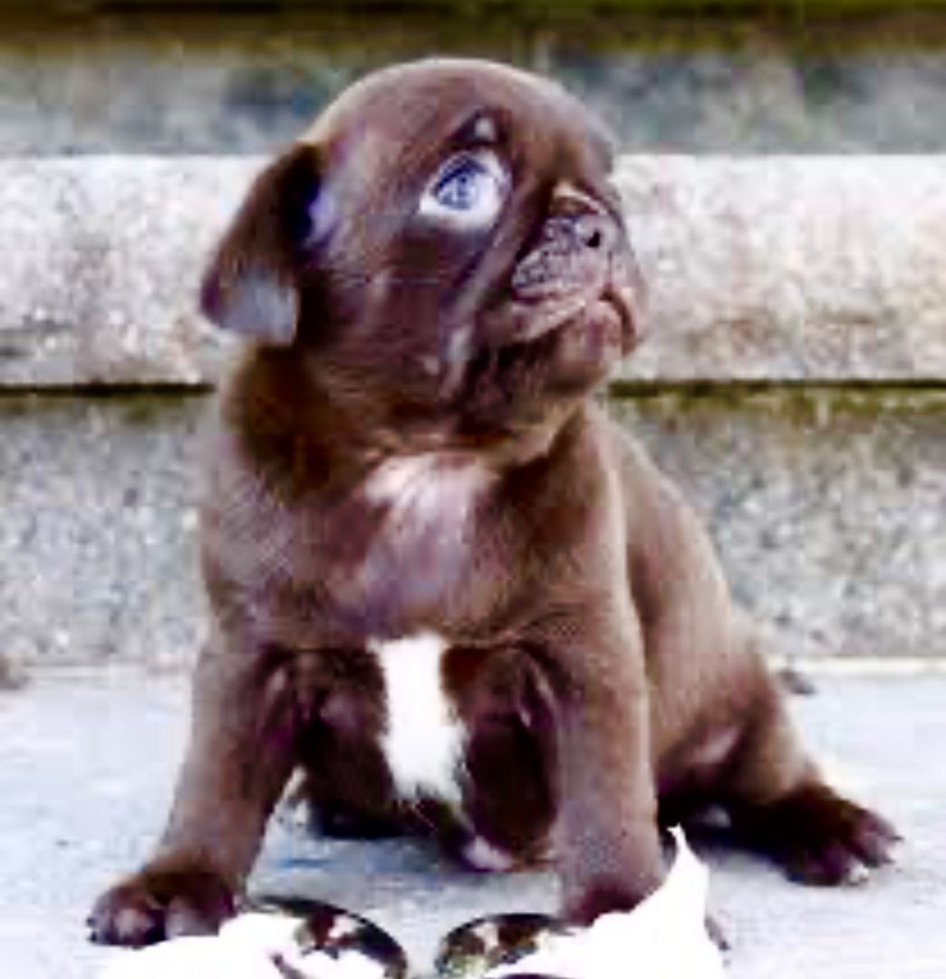 Süßer Farb-Mops in „dark choco“ sucht dich