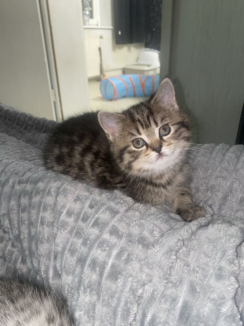 3 bkh kitten zu verkaufen