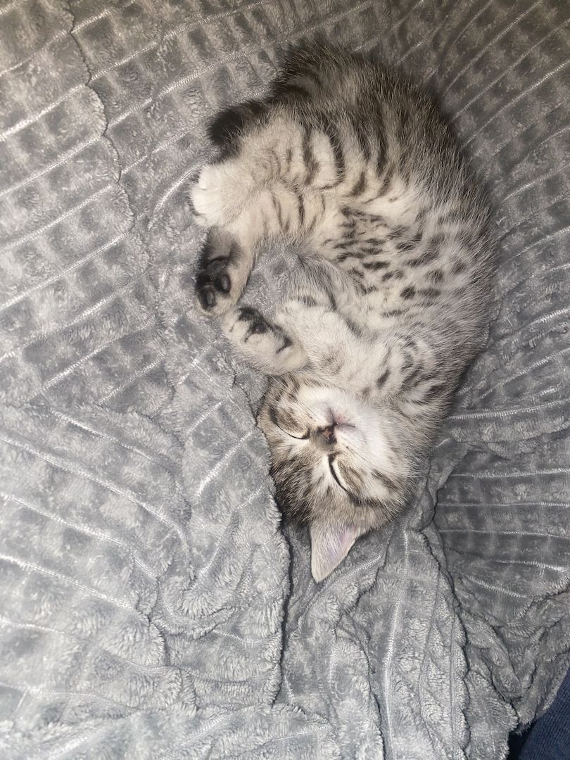 3 bkh kitten zu verkaufen