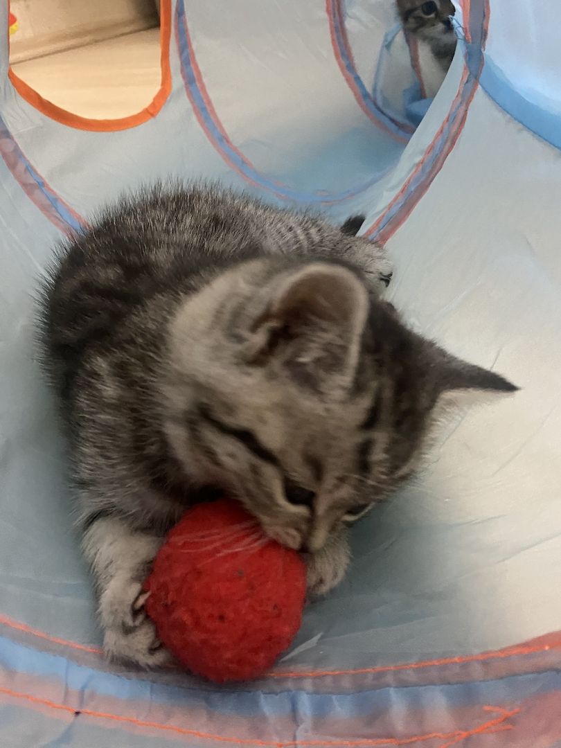 3 bkh kitten zu verkaufen