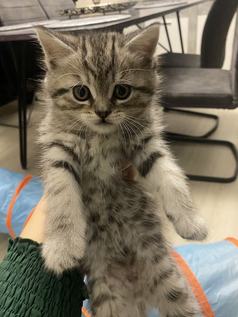 3 bkh kitten zu verkaufen