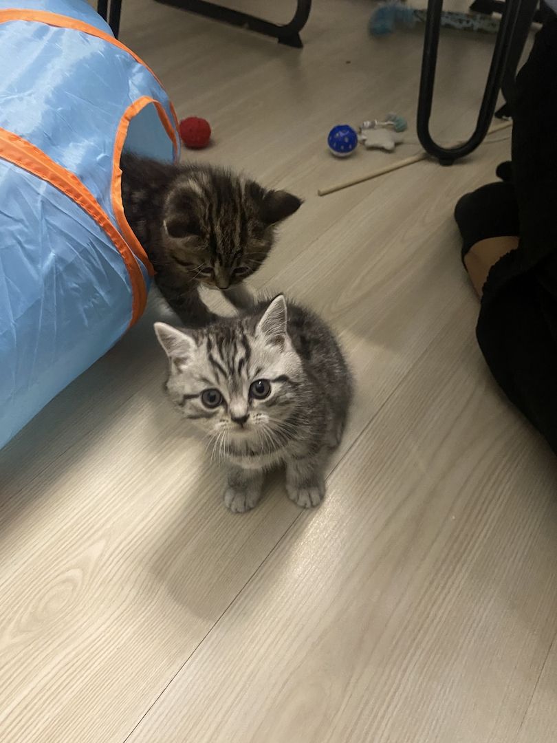 3 bkh kitten zu verkaufen