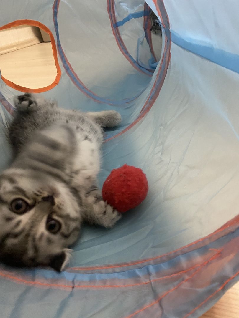 3 bkh kitten zu verkaufen