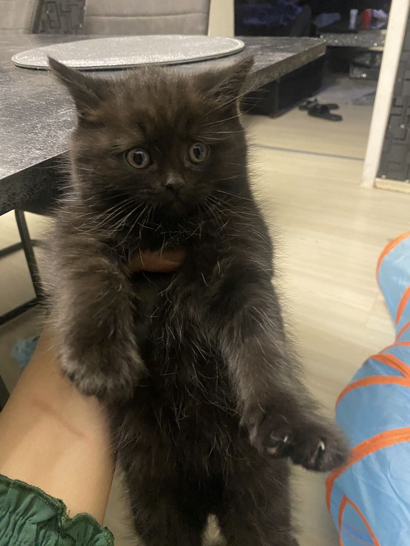 3 bkh kitten zu verkaufen