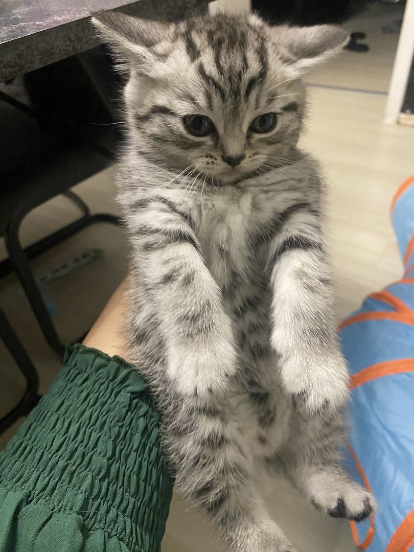 3 bkh kitten zu verkaufen