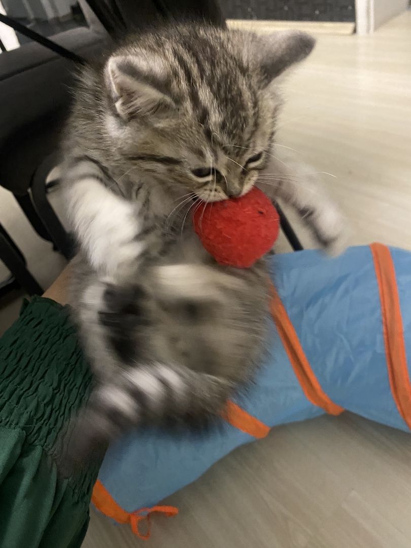 3 bkh kitten zu verkaufen