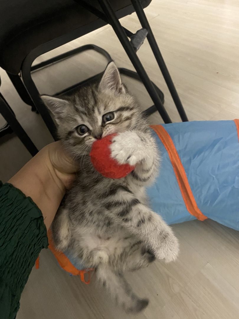 3 bkh kitten zu verkaufen