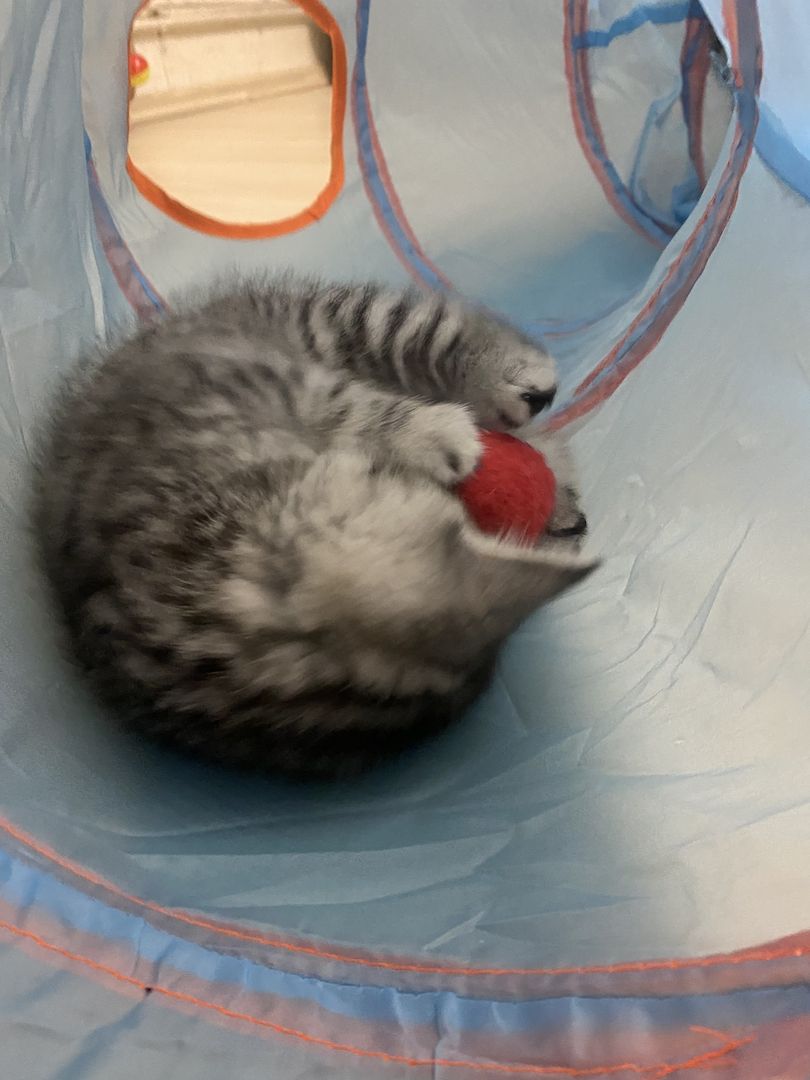 3 bkh kitten zu verkaufen