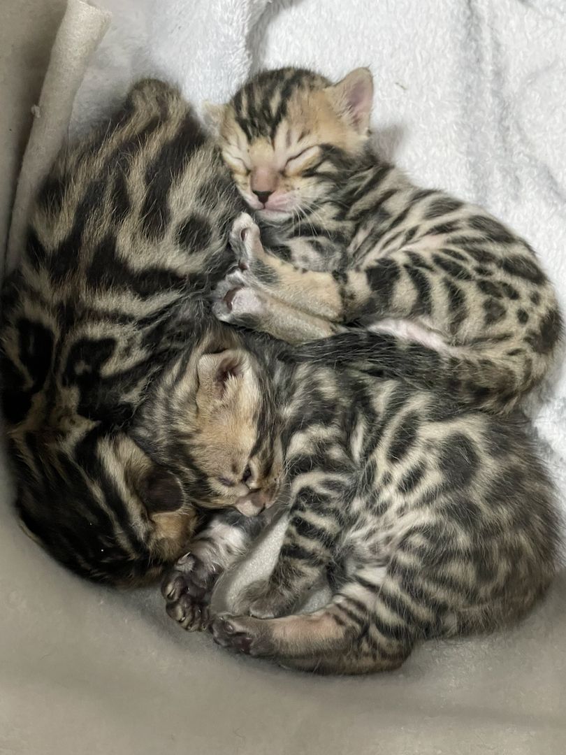 Reinrassige Bengalkitten