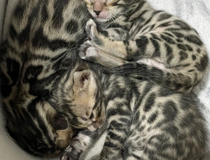 Reinrassige Bengalkitten