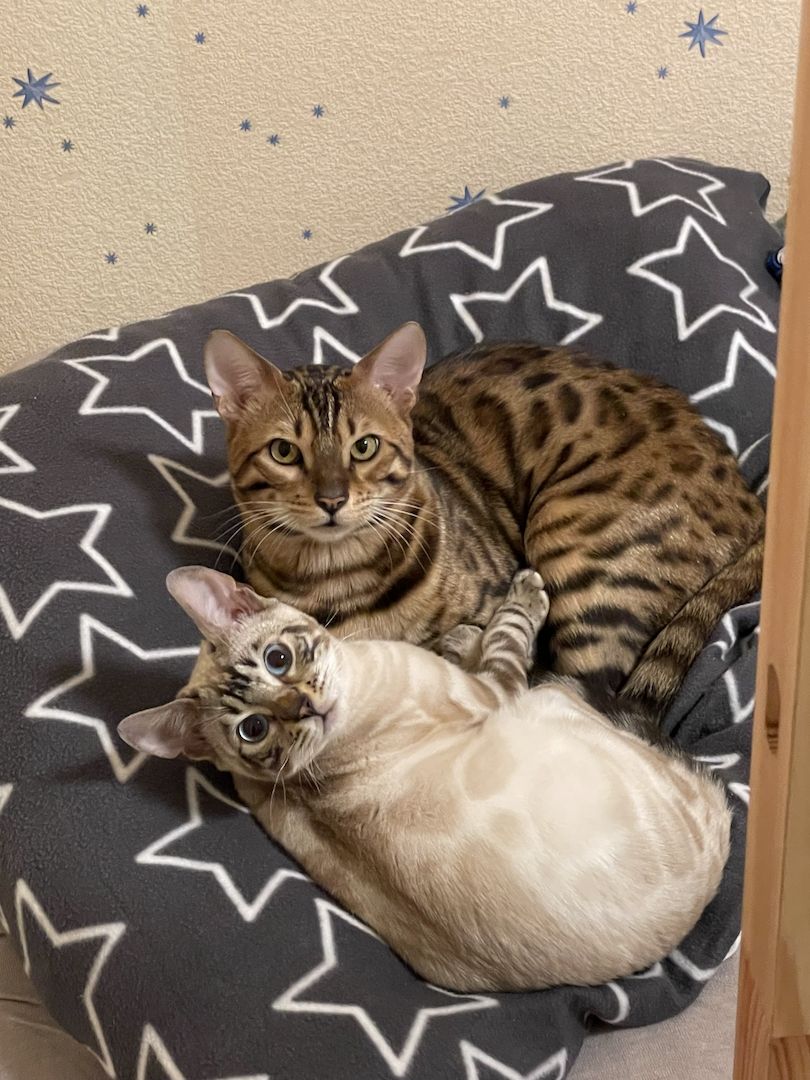 Reinrassige Bengalkitten