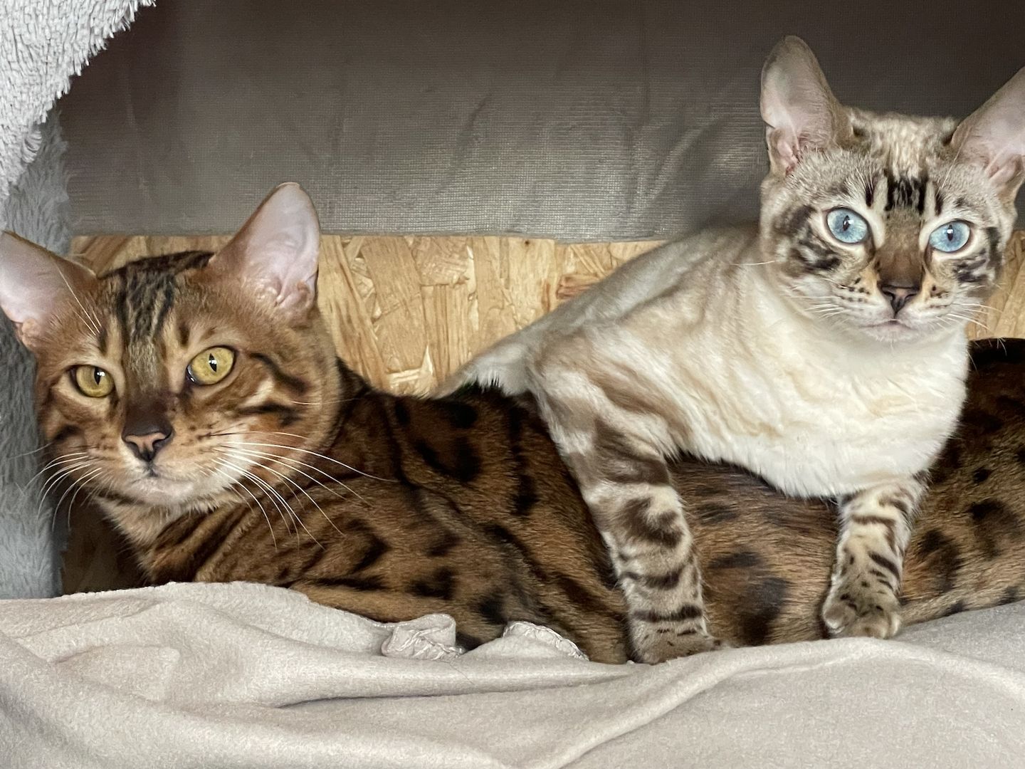 Reinrassige Bengalkitten