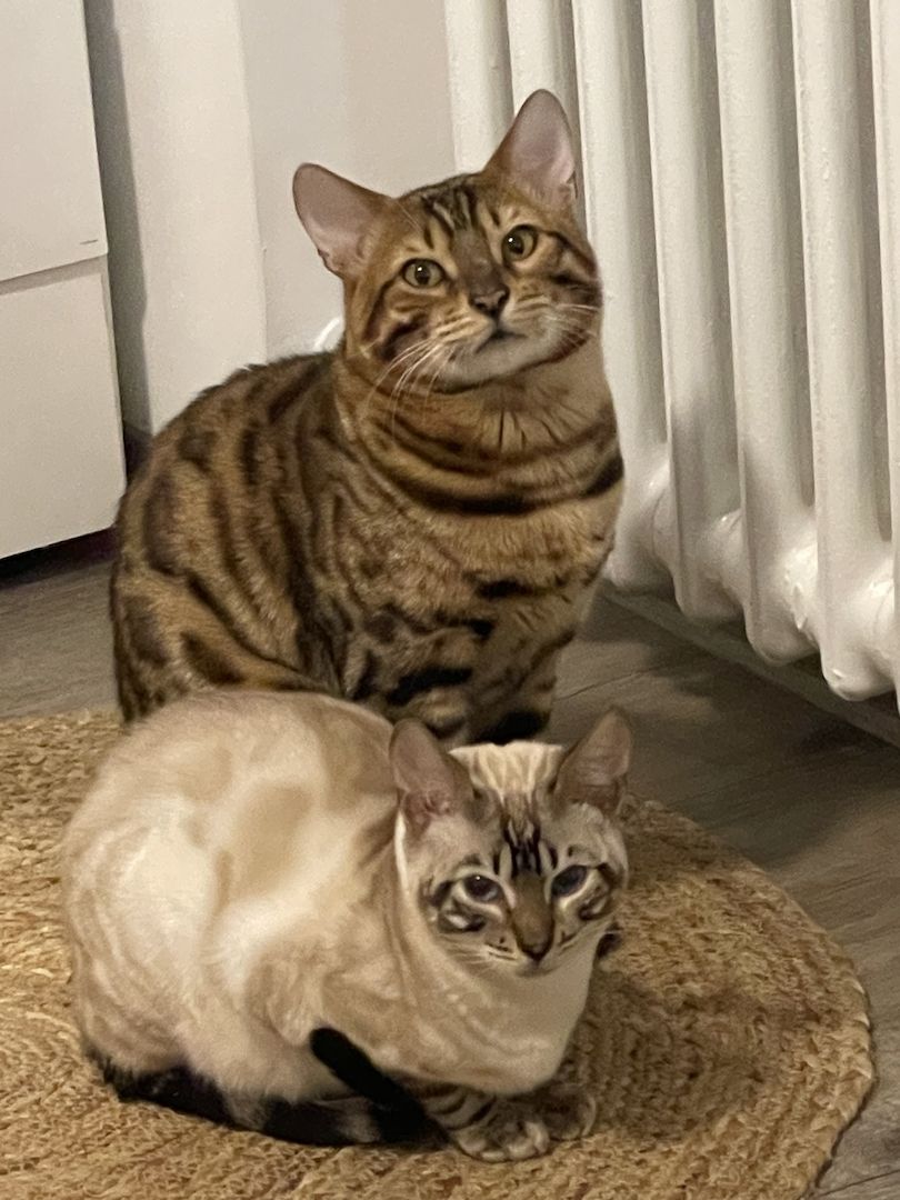 Reinrassige Bengalkitten