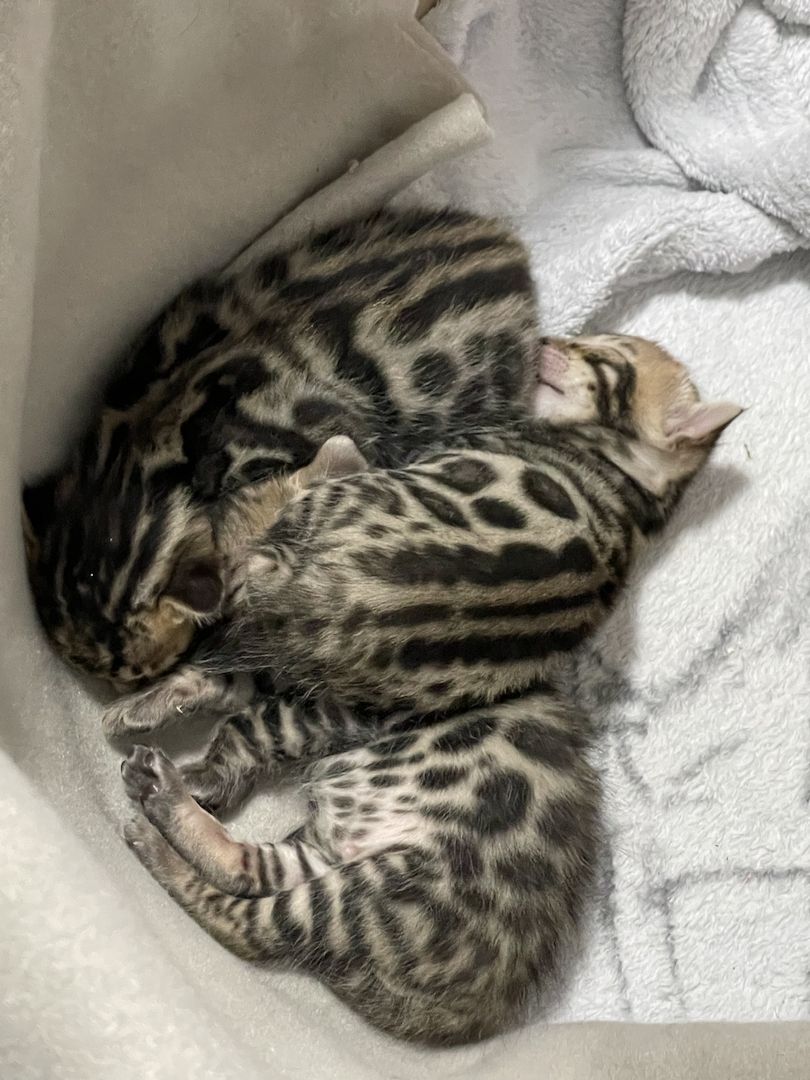 Reinrassige Bengalkitten